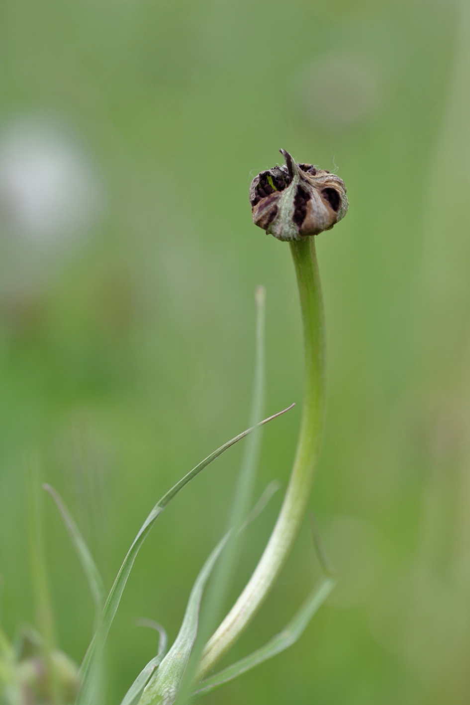 morgenster - Planten - morgenster