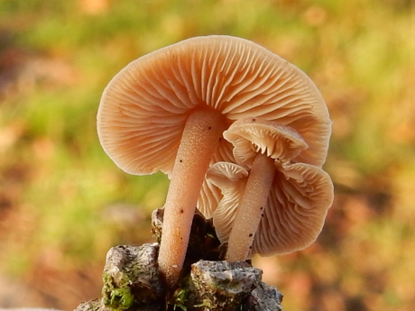 Muizenstaartzwammetje