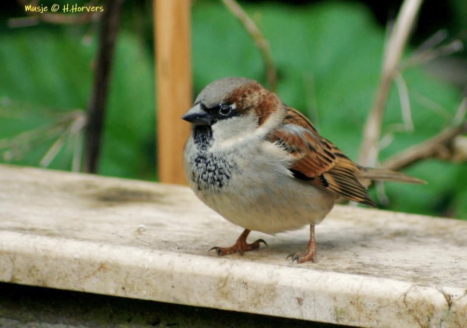 Musje - Vogels - Musje