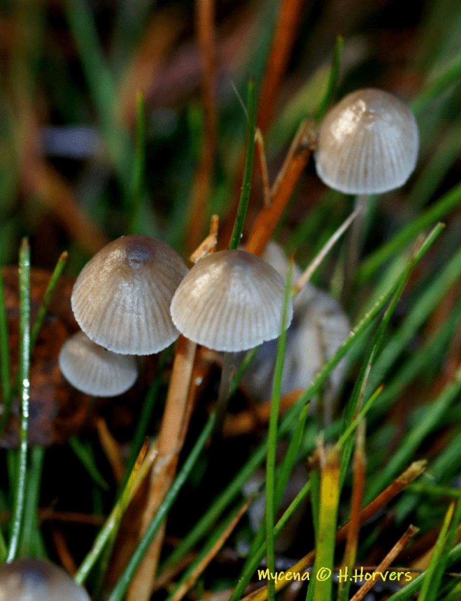 Mycena - Schimmels - Mycena