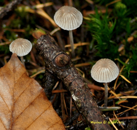 Mycena