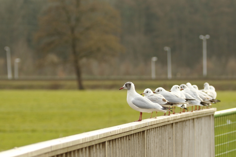 déjà vu - Vogels - kokmeeuw