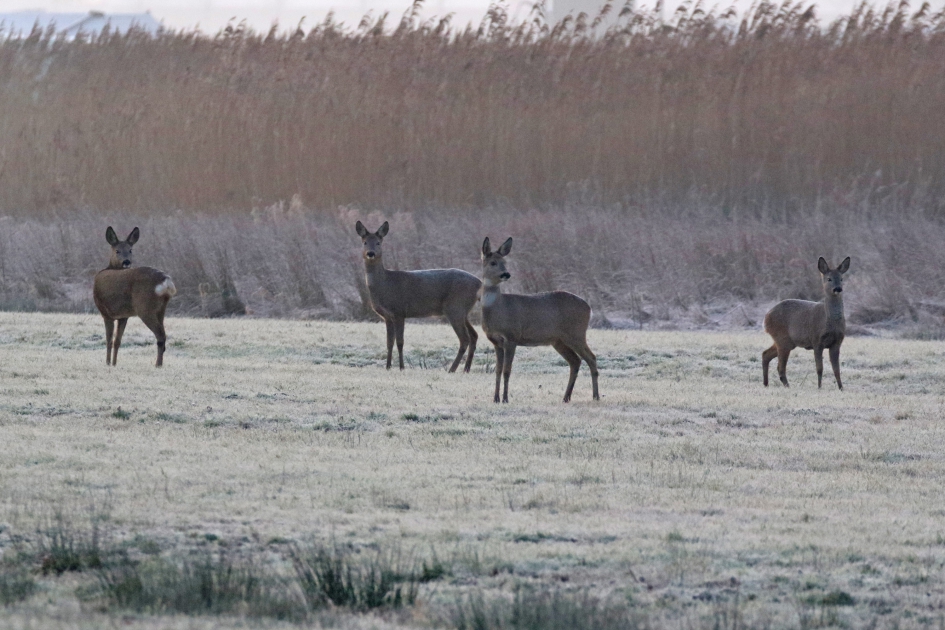 Vier attente reeën - Zoogdieren - 