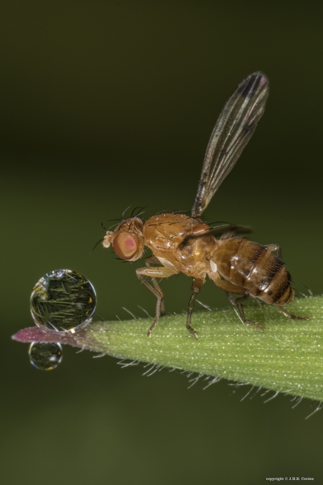 'n  Grasvliegje (Opomyzidae)