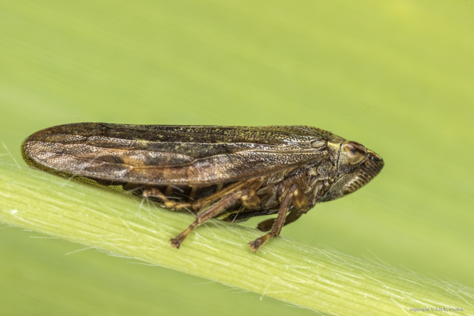 'n Cicade (Cicadellidae) - Geleedpotigen - Cicade