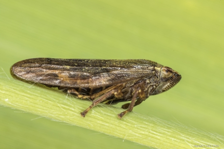 'n Cicade (Cicadellidae)