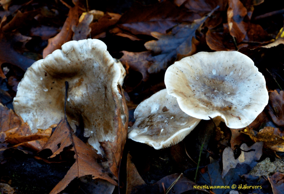 Nevelzwammen - Schimmels - Nevelzwammen