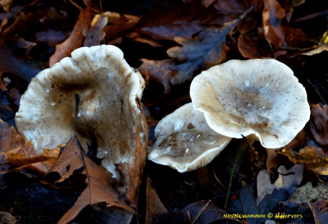 Nevelzwammen