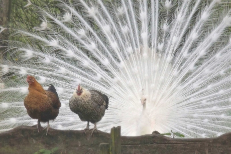 Niet onder de indruk van de avances van deze witte Pauw