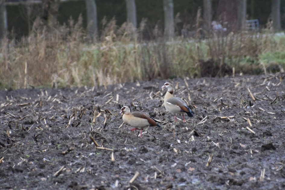 Nijlganzen - Vogels - 