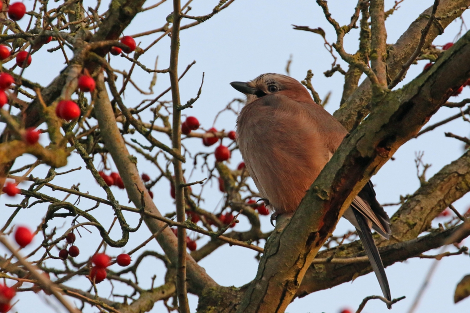 Nog even genieten.. - Vogels - Gaai