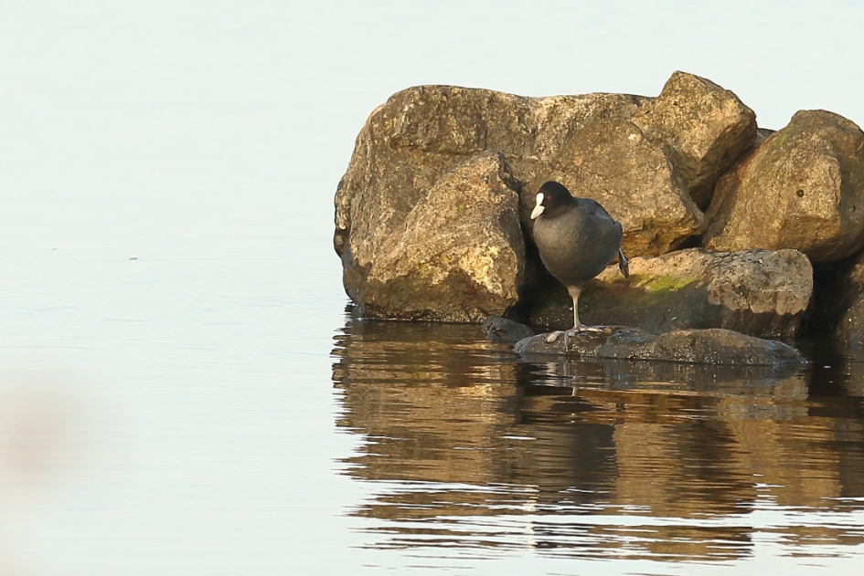 ochtendgymnastiek - Vogels - meerkoet