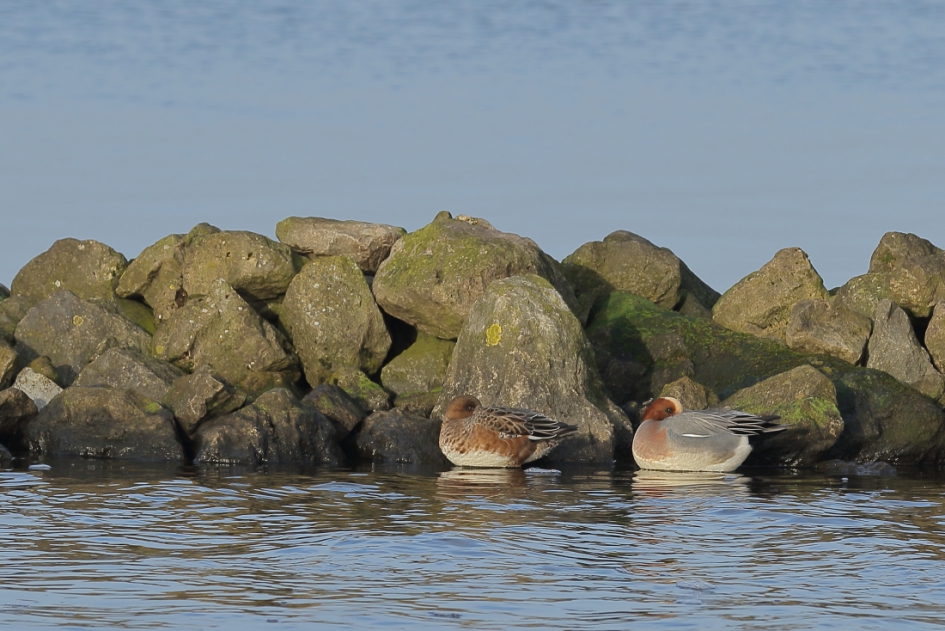 oplettend koppeltje - Vogels - smient