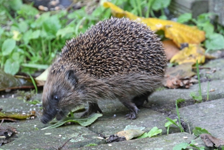 Opzij, opzij, opzij, ik heb vreselijke haast