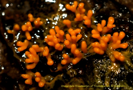 Oranje-gele Draadwatjes Of Troskalknetjes
