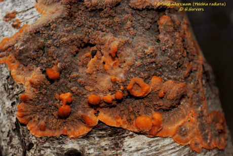 Oranje aderzwam - Phlebia radiata