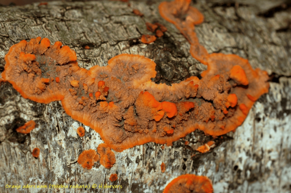 Oranje aderzwam - Phlebia radiata - Schimmels - Oranje aderzwam