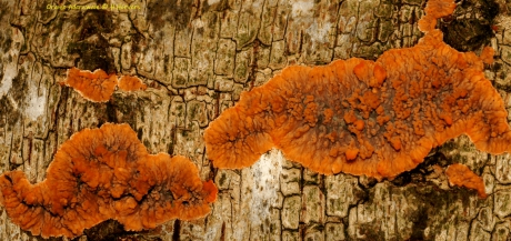 Oranje aderzwam - Phlebia radiata
