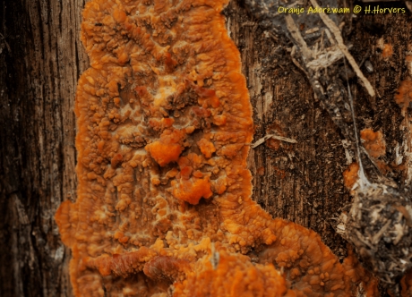 Oranje aderzwam - Phlebia radiata