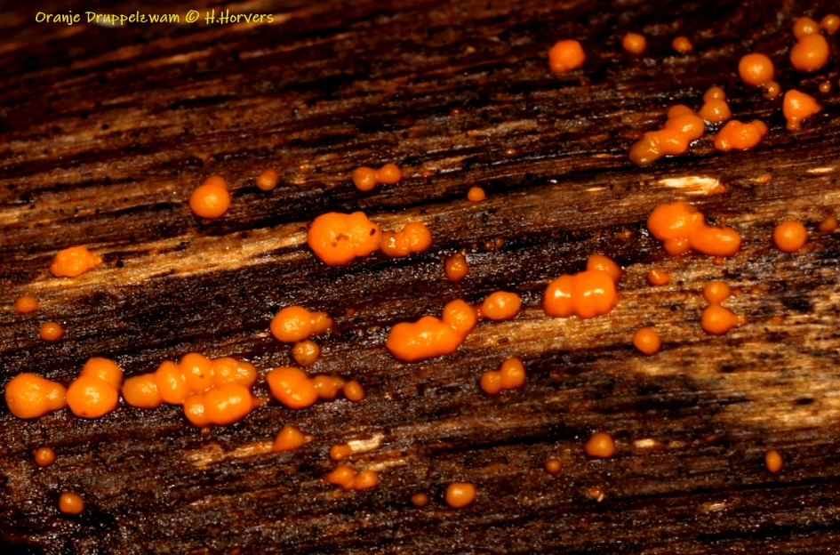 Oranje druppelzwam - Dacrymyces stillatus - Schimmels - Oranje druppelzwam