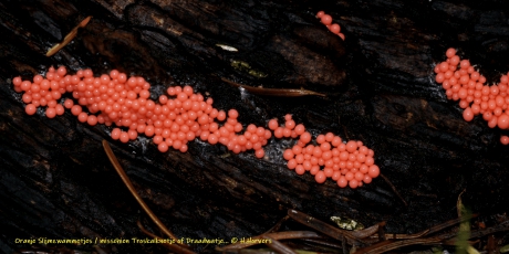 Oranje Slijmzwammetjes.