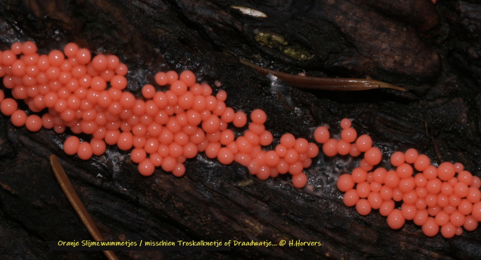 Oranje Slijmzwammetjes , waarschijnlijk ook een soort Troskalknetje of Draadwatje - Schimmels - Oranje Slijmzwammetjes , waarschijnlijk ook een soort Troskalknetje of Draadwatje