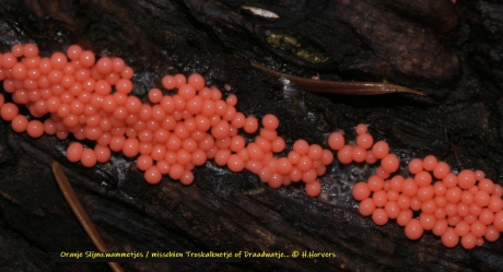 Oranje Slijmzwammetjes , waarschijnlijk ook een soort Troskalknetje of Draadwatje