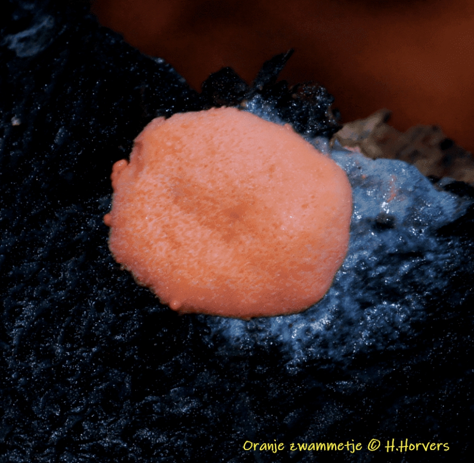 Oranje Zwammetje - Schimmels - Oranje Zwammetje
