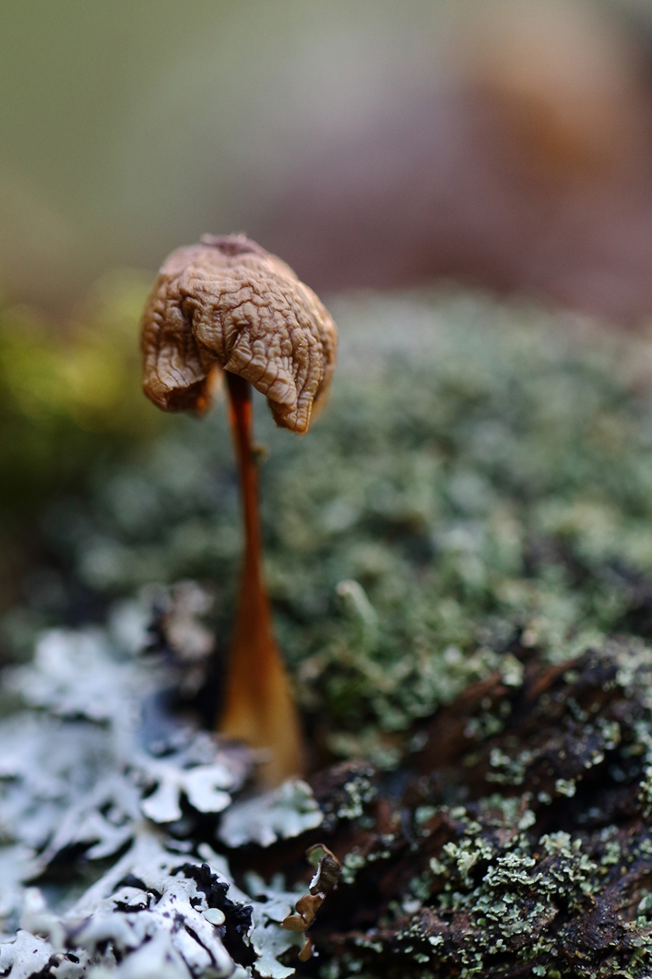 oud en gerimpeld - Schimmels - ???