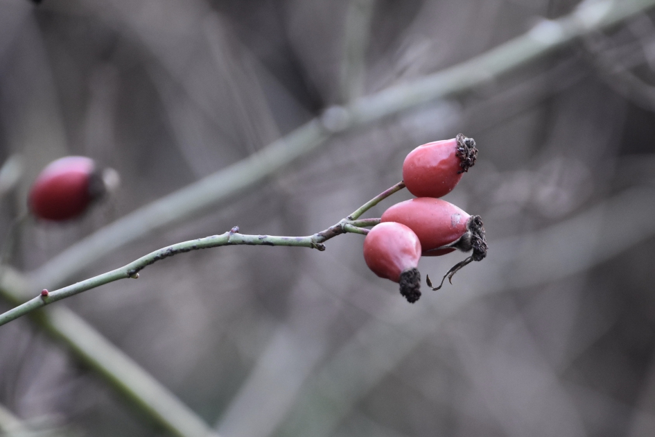 Oude bottels - Planten - 
