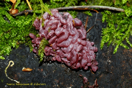 Paarse Knoopzwam