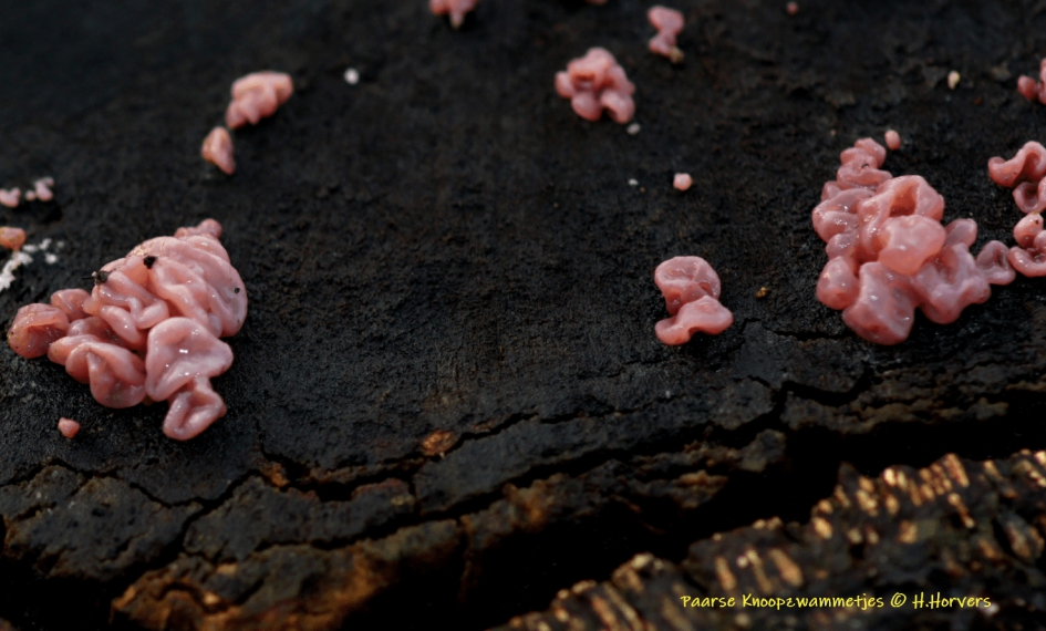 Paarse Knoopzwammetjes - Schimmels - Paarse Knoopzwammetjes