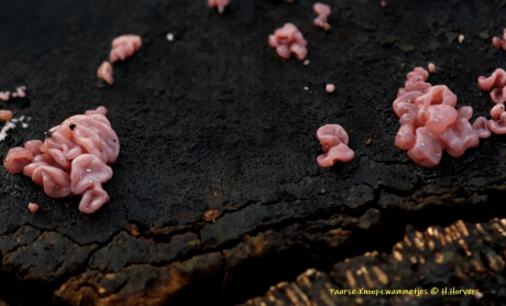 Paarse Knoopzwammetjes