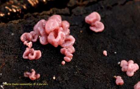 Paarse Knoopzwammetjes