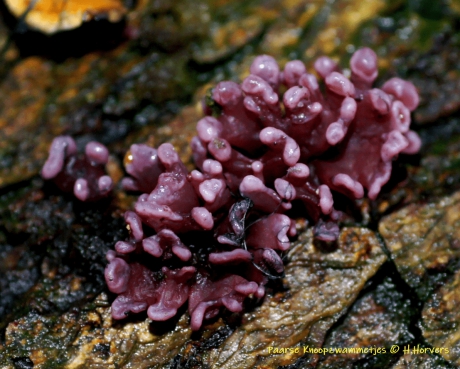 Paarse Knoopzwammetjes.