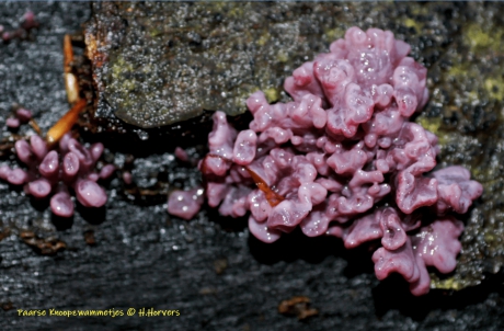 Paarse Knoopzwammetjes