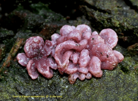 Paarse Knoopzwammetjes.