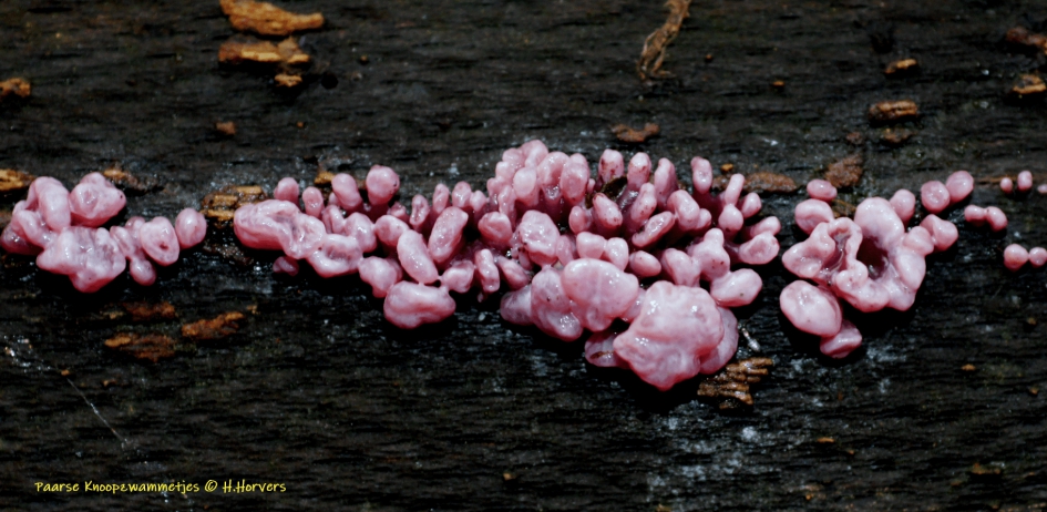 Paarse Knoopzwammetjes. - Schimmels - Paarse Knoopzwammetjes.