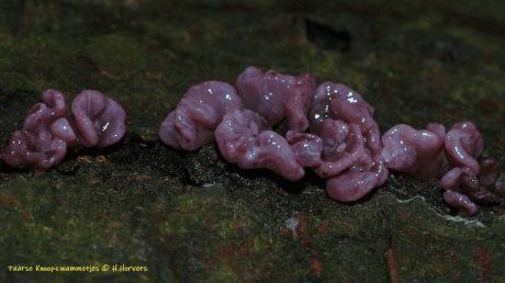 Paarse Knoopzwammetjes.