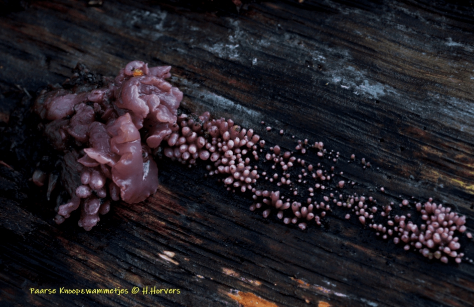 Paarse Knoopzwammetjes - Schimmels - Paarse Knoopzwammetjes