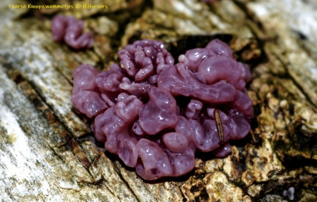 Paarse Knoopzwammetjes.