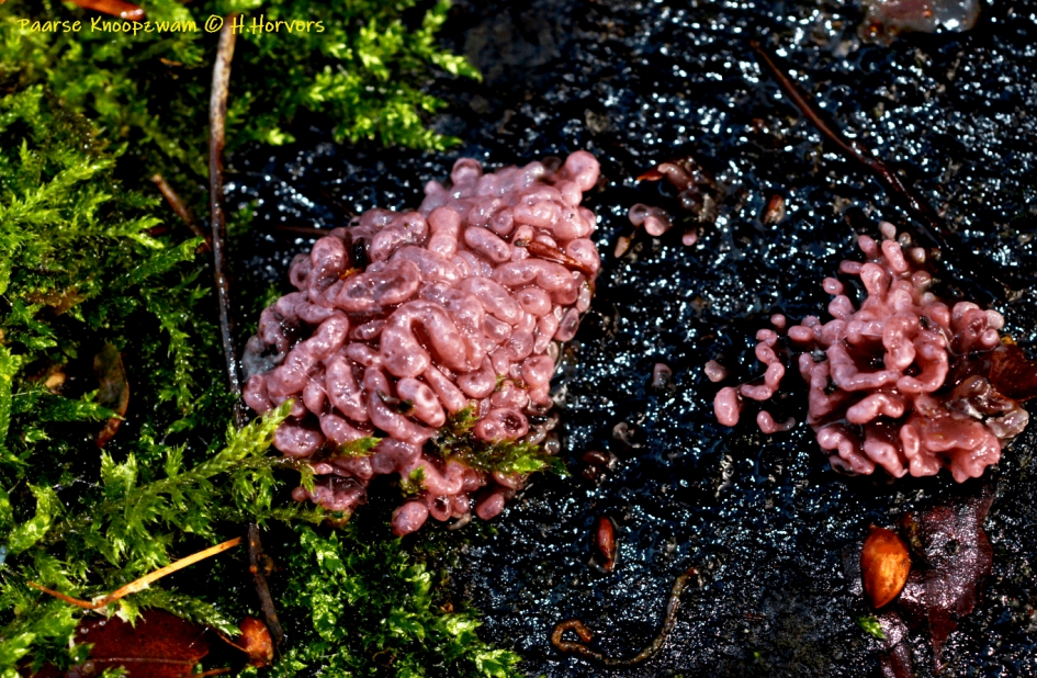 Paarse Knoopzwammetjes. - Schimmels - Paarse Knoopzwammetjes.