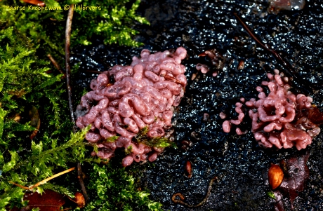 Paarse Knoopzwammetjes.