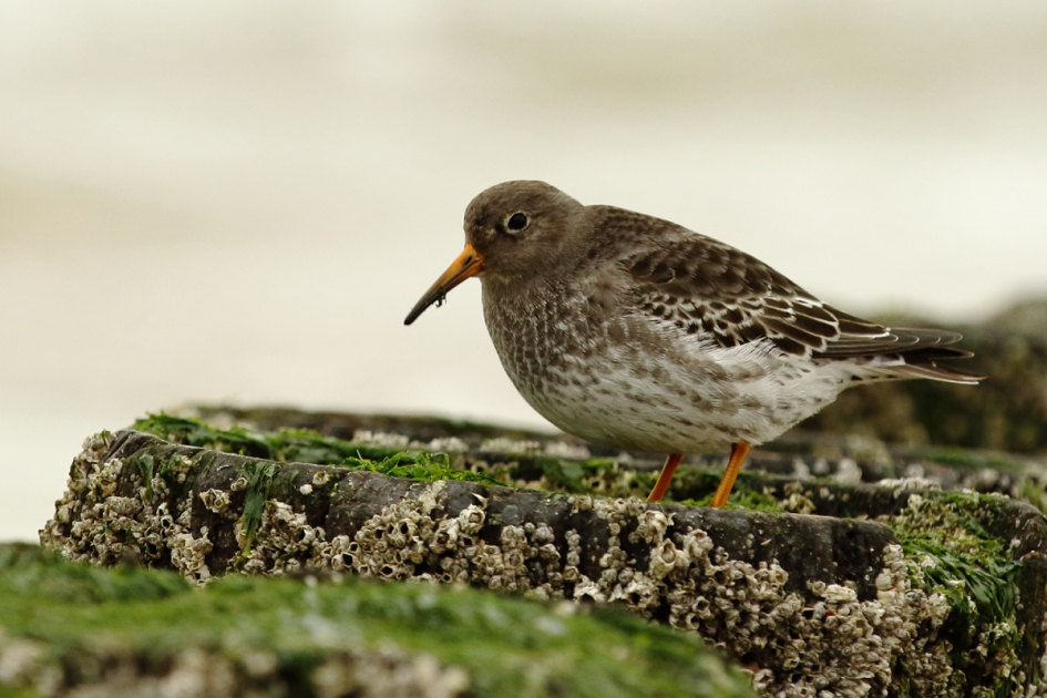 paarse strandloper - Vogels - paarse strandloper