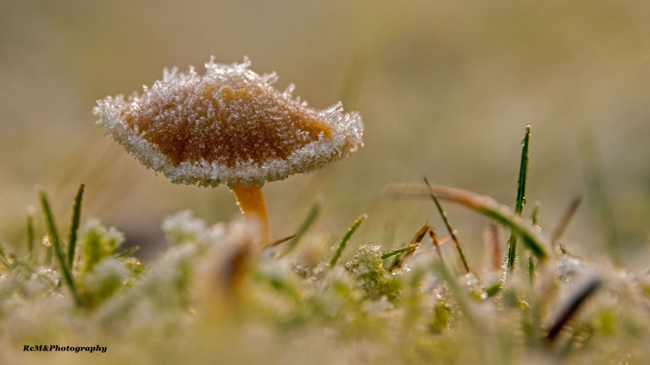 Paddenstoel. - Schimmels - Paddenstoel.