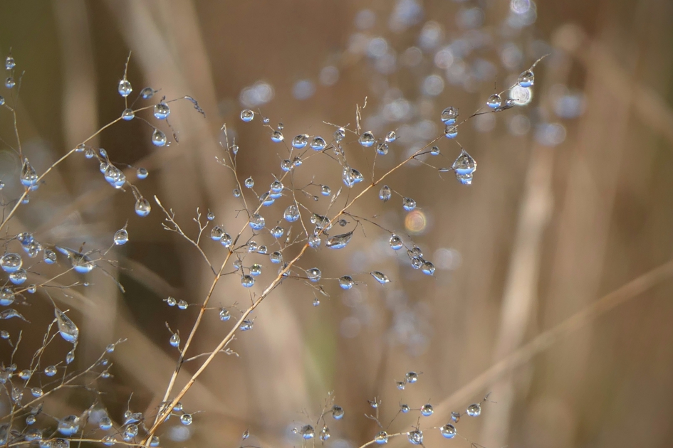 "Pareltjes" - Planten - Gras