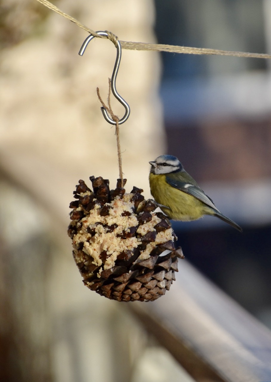Pimpelmees - Vogels - 
