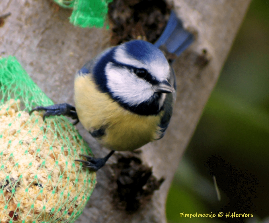 Pimpelmeesje - Vogels - Pimpelmeesje