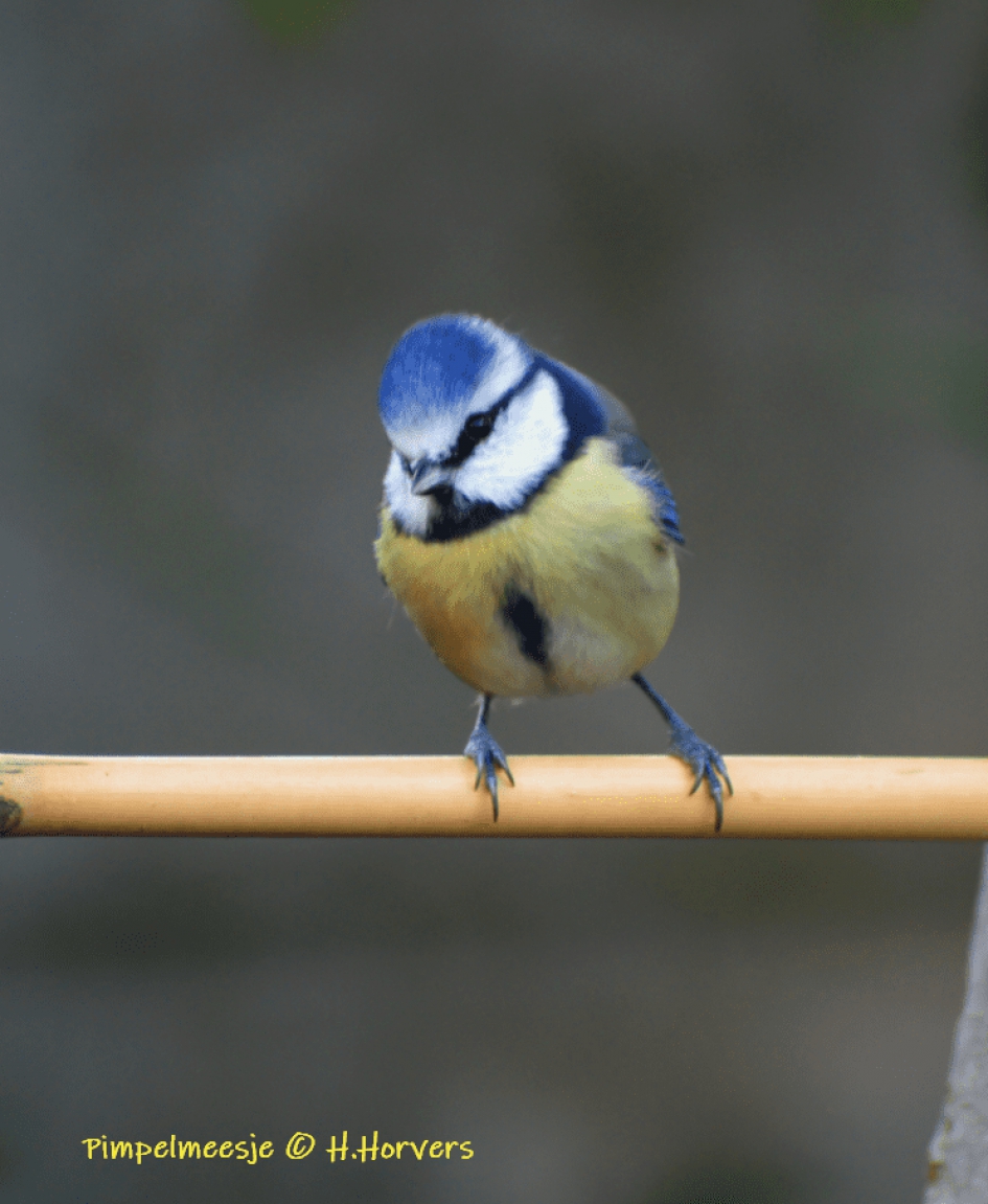 Pimpelmeesje - Vogels - Pimpelmeesje