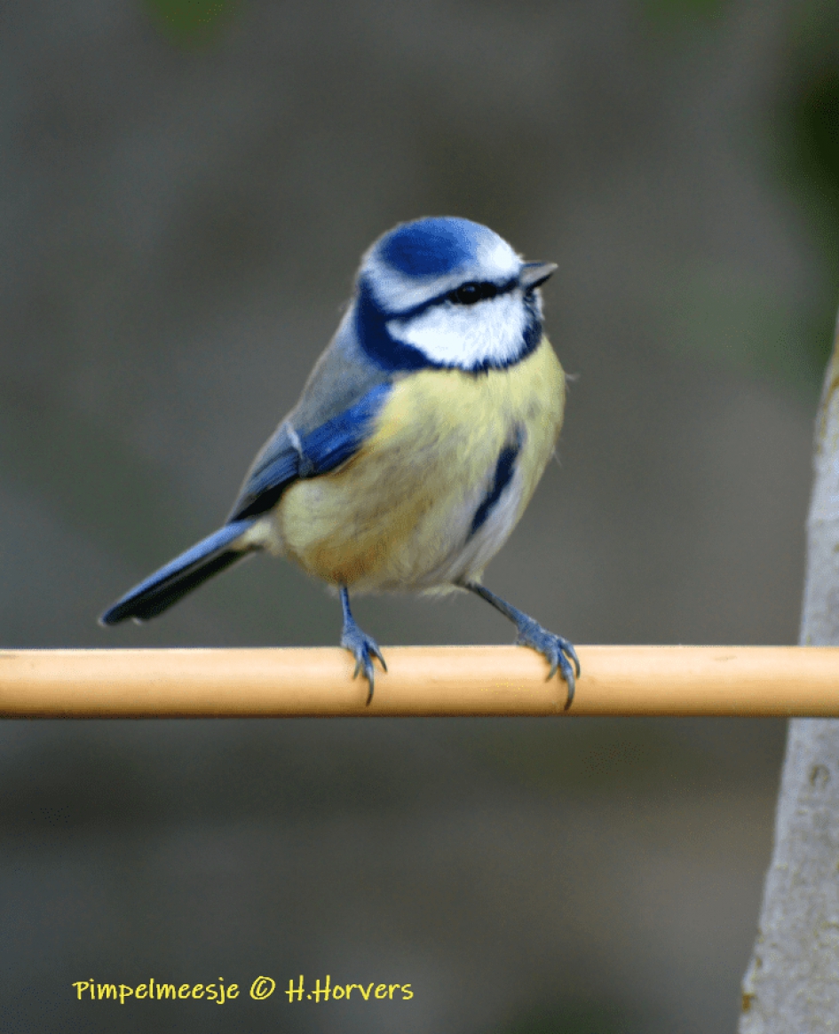 Pimpelmeesje - Vogels - Pimpelmeesje